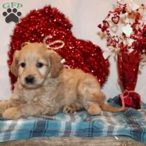 Patience, Mini Goldendoodle Puppy